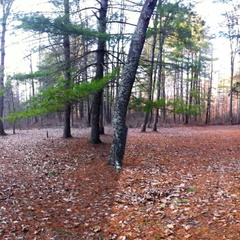 Sheltowee Trace Moonrise